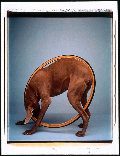 William Wegman weimari vizslái 10