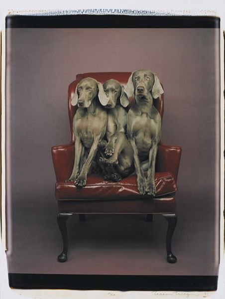 William Wegman weimari vizslái 12