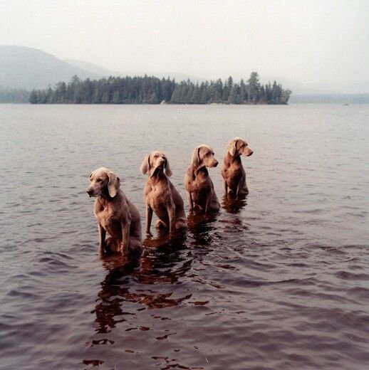William Wegman weimari vizslái 14