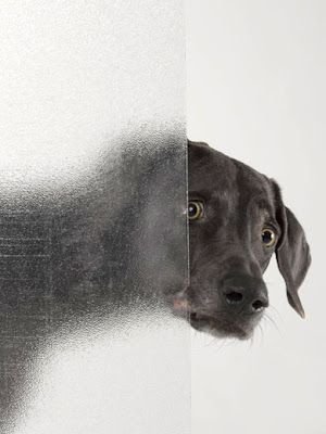 William Wegman weimari vizslái 15