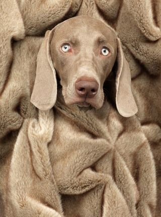 William Wegman weimari vizslái 17