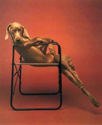 William Wegman weimari vizslái 18