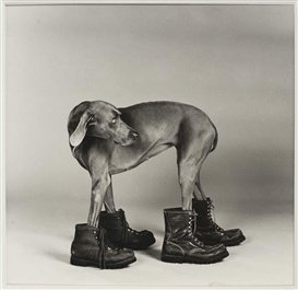 William Wegman weimari vizslái 19