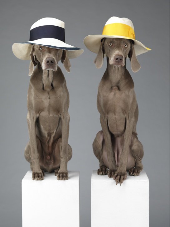 William Wegman weimari vizslái 20