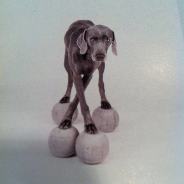 William Wegman weimari vizslái 22