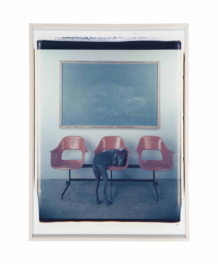 William Wegman weimari vizslái 23