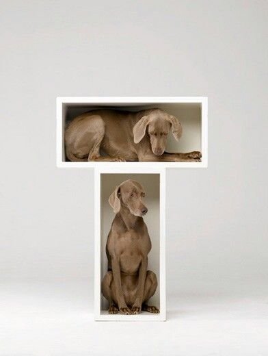 William Wegman weimari vizslái 24