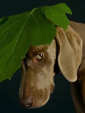 William Wegman weimari vizslái 25