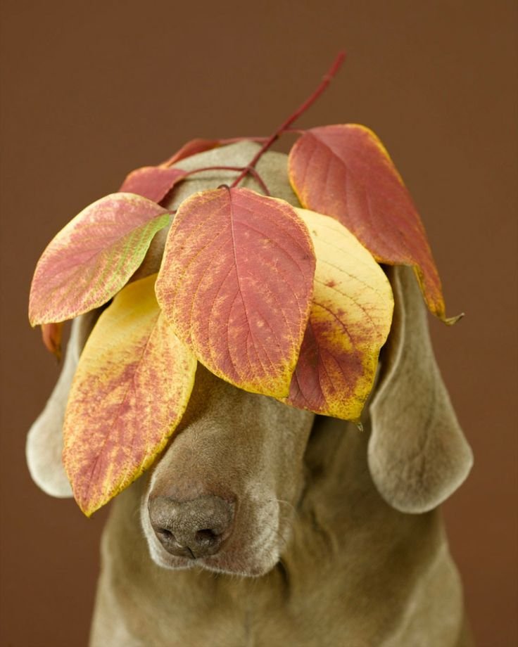 William Wegman weimari vizslái 26