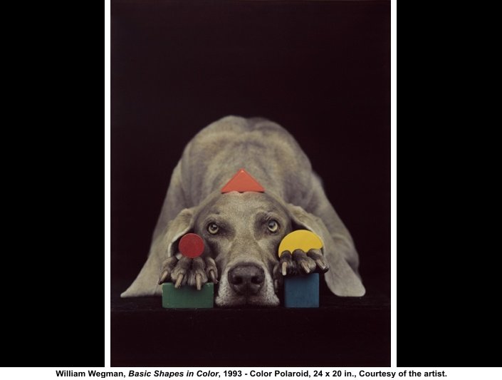 William Wegman weimari vizslái 27