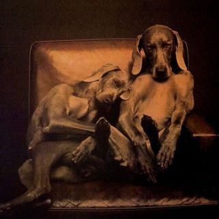 William Wegman weimari vizslái 28