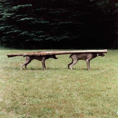 William Wegman weimari vizslái 5