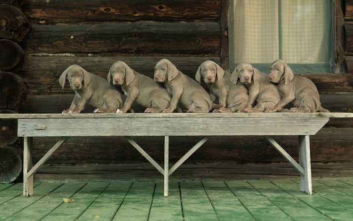 William Wegman weimari vizslái 6