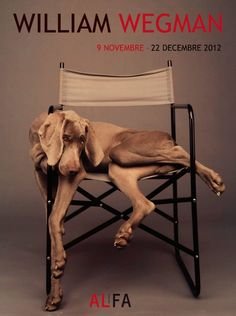 William Wegman weimari vizslái 8