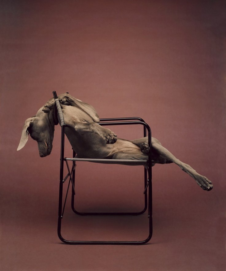 William Wegman weimari vizslái 9