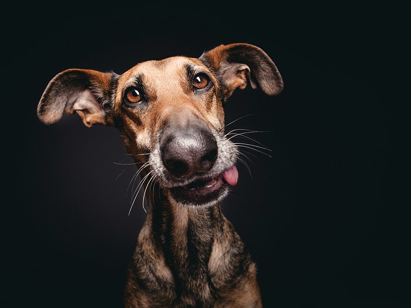 dog-1
