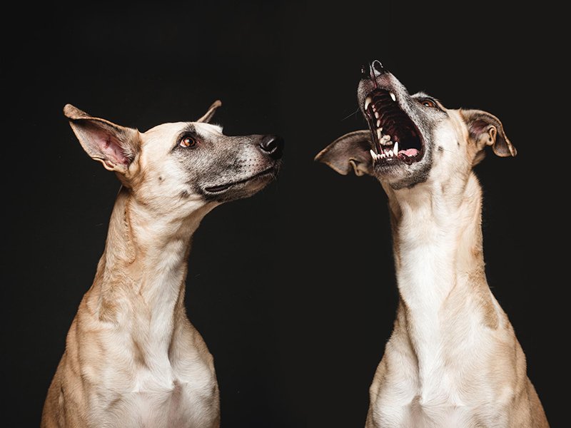 dog-3