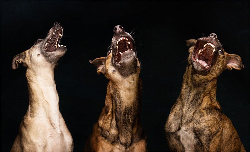 dog-6