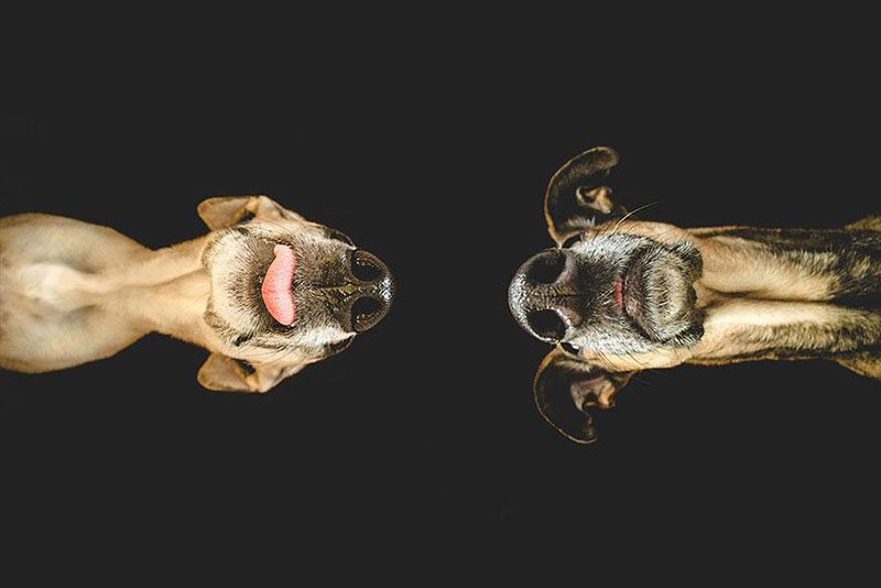dog-7