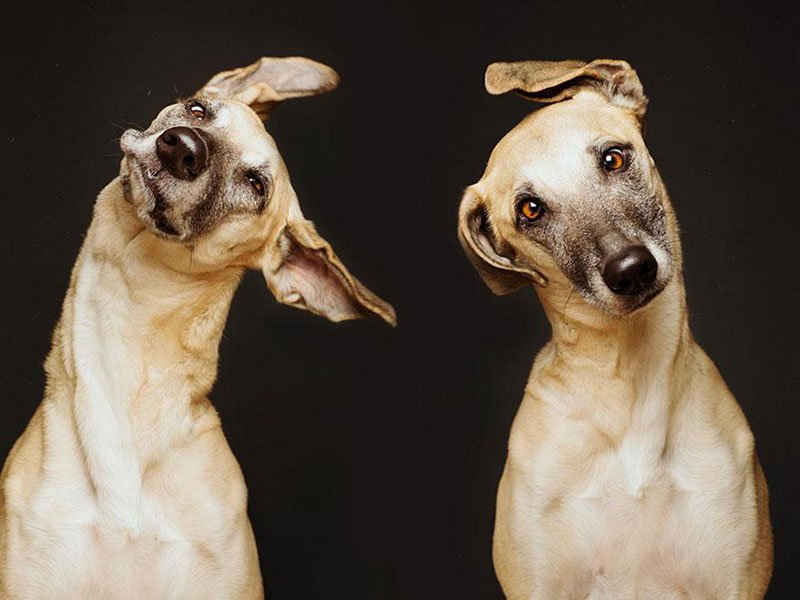 dog-8
