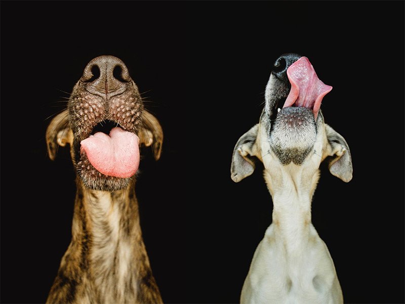 dog-9